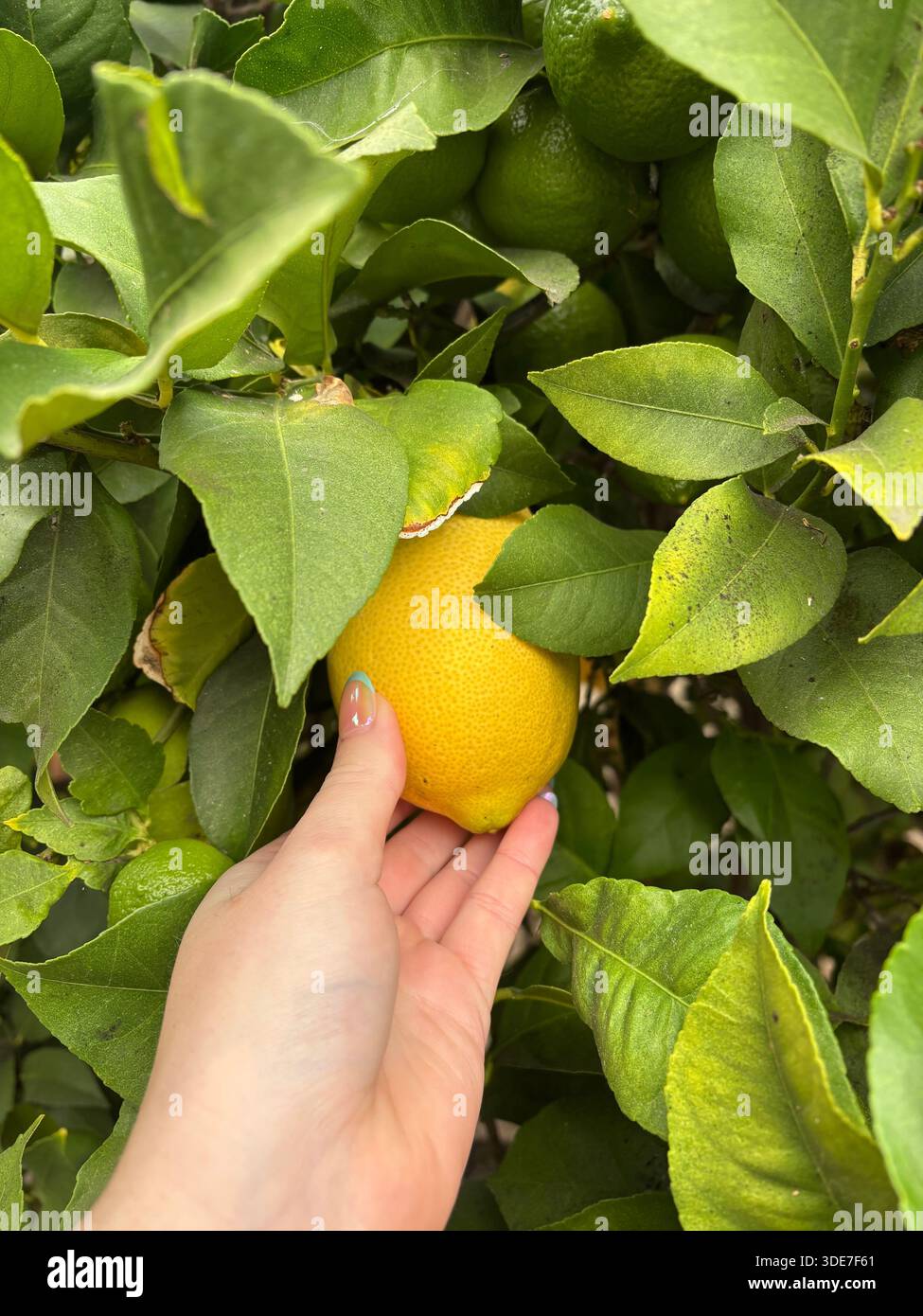 Raccolto a mano per il raccolto Foto Stock