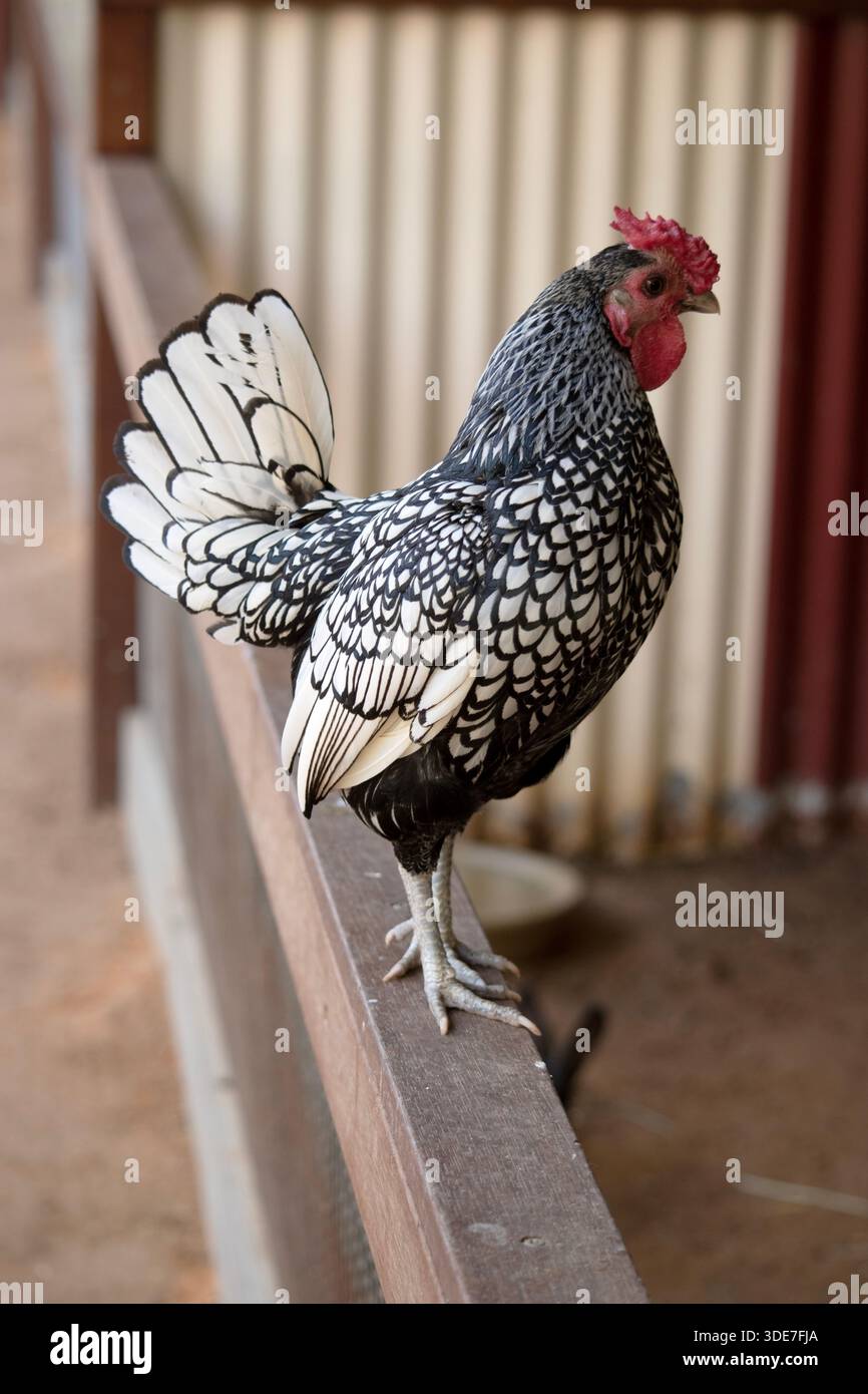 il gallo si trova su una recinzione Foto Stock