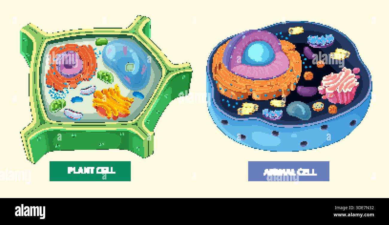 Illustrazione vettoriale colorata che evidenzia le differenze strutturali tra cellule vegetali e animali con organelli marcati Illustrazione Vettoriale