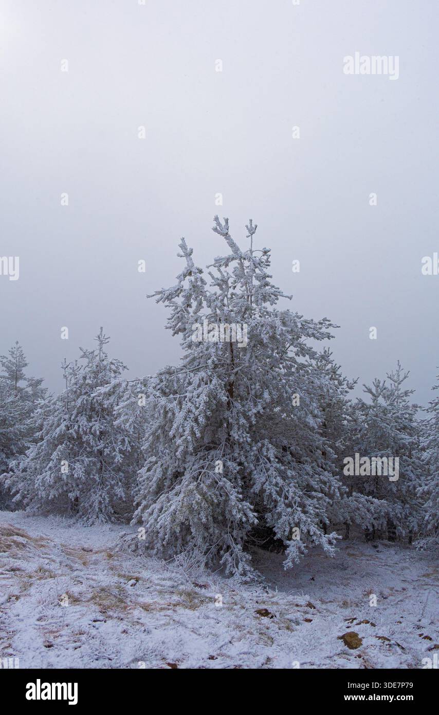 Pini innevati nella foresta nebbiosa della località sciistica di Zlatibor, Serbia Foto Stock