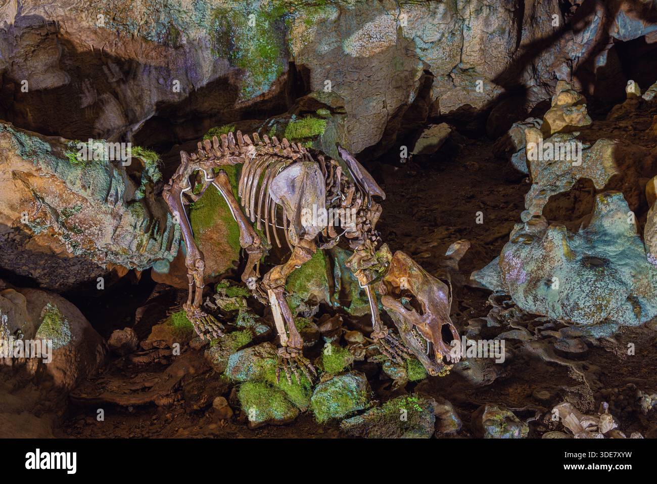 Scheletro di un orso su rocce ricoperte di alghe e licheni nella Grotta dell'Orso, che prende il nome dai numerosi scheletri di orso della grotta Foto Stock