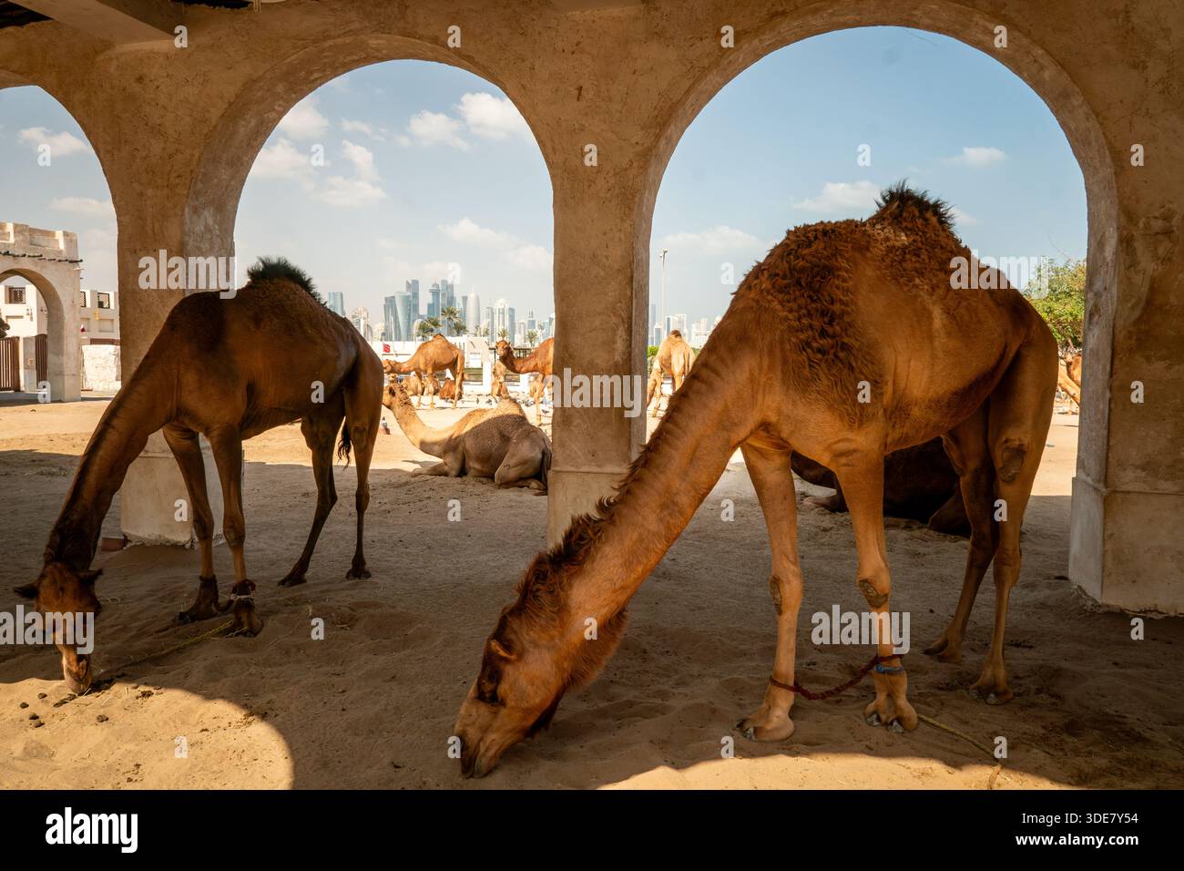 allevamento di cammelli da corsa. Un cammello arabo con una sola gola riposa in una penna durante il giorno sotto il sole Foto Stock