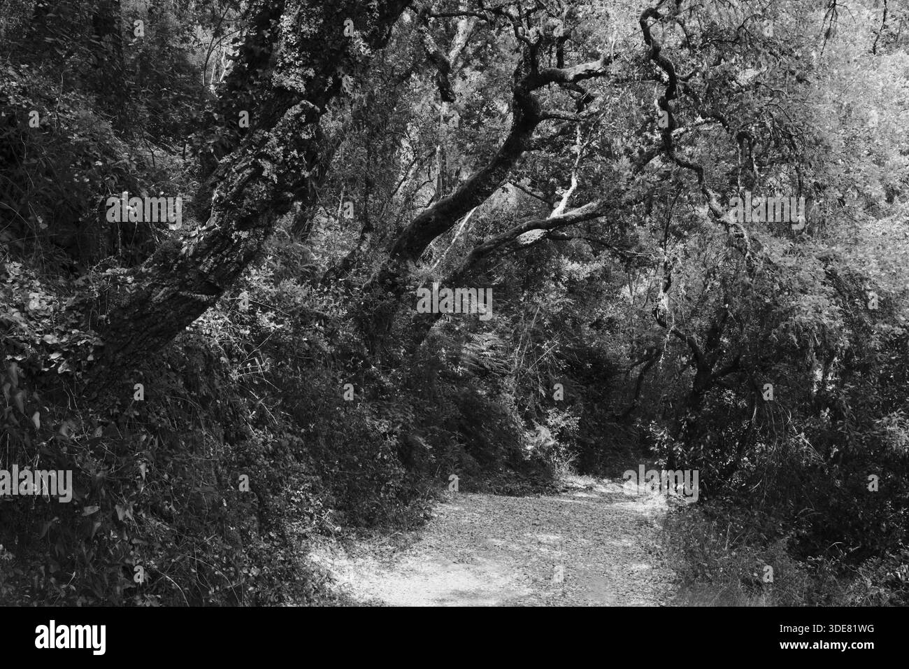 Sentiero escursionistico attraverso una gola forestale, Fragas de Sao Simao, distretto di Leiria, Portogallo Foto Stock