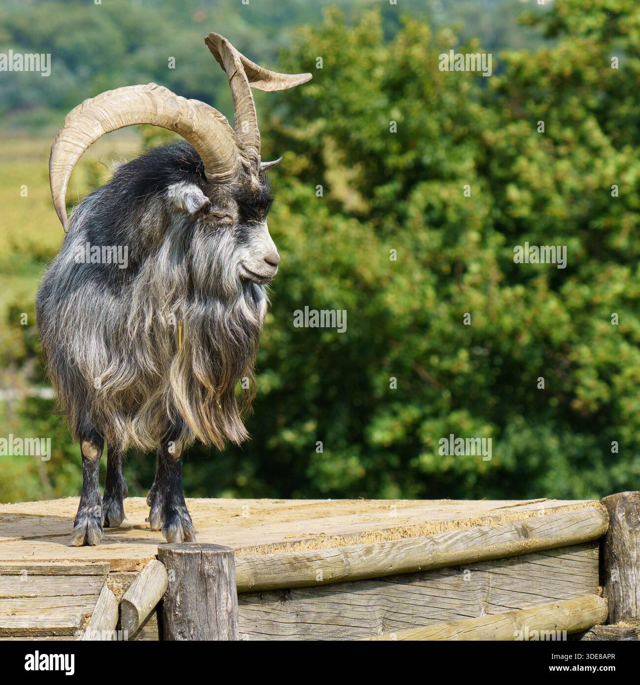 Splendida capra di razza tradizionale [Capra hircus] con magnifiche corna ricurve che mostrano fiducia in una costruzione in legno intemprata contro una lussureggiante na verde Foto Stock