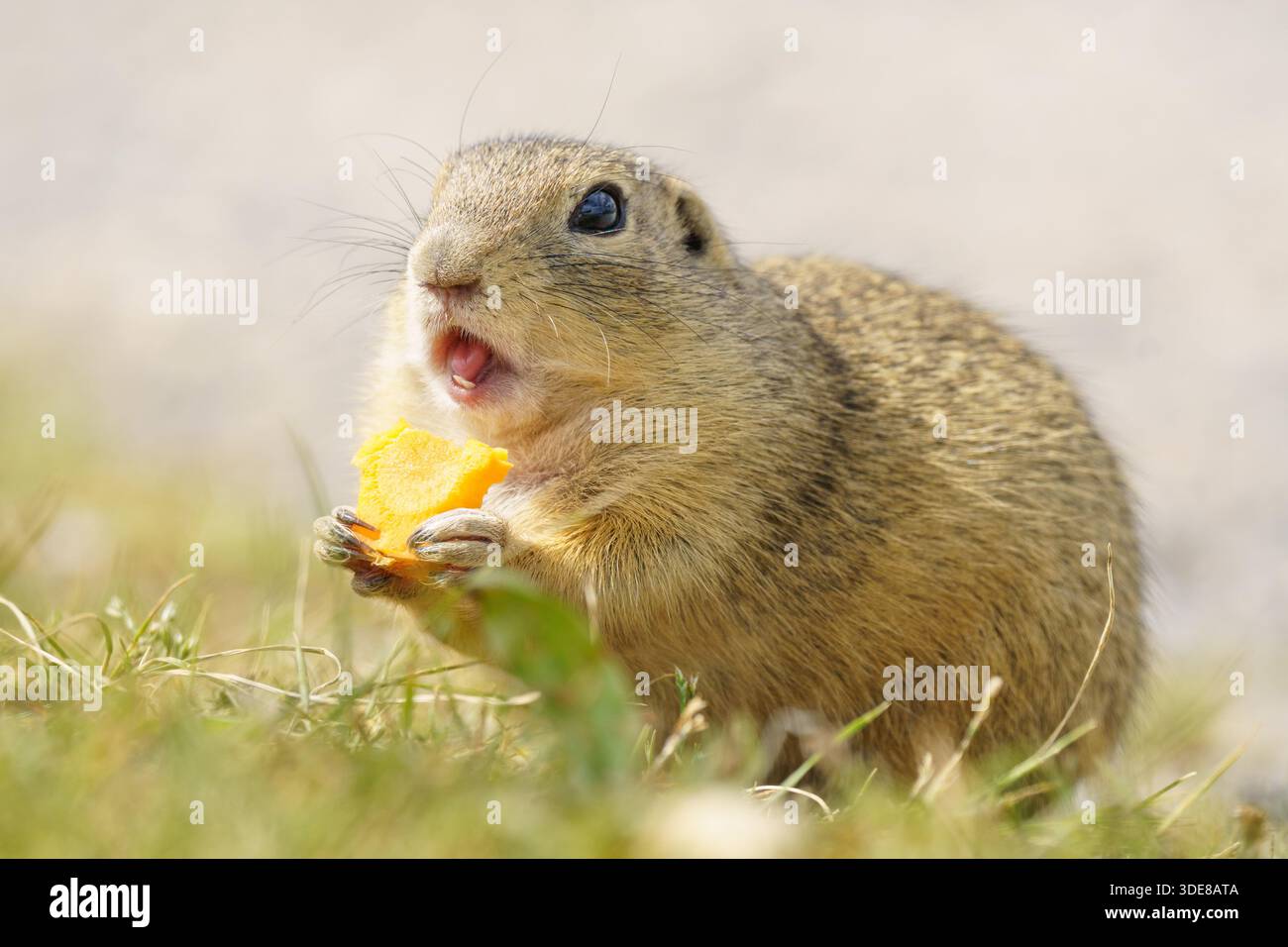 Un ritratto ravvicinato dinamico ed espressivo di uno scoiattolo europeo [Spermophilus citellus] che mangia con entusiasmo un pezzo di carota arancione, cappello Foto Stock