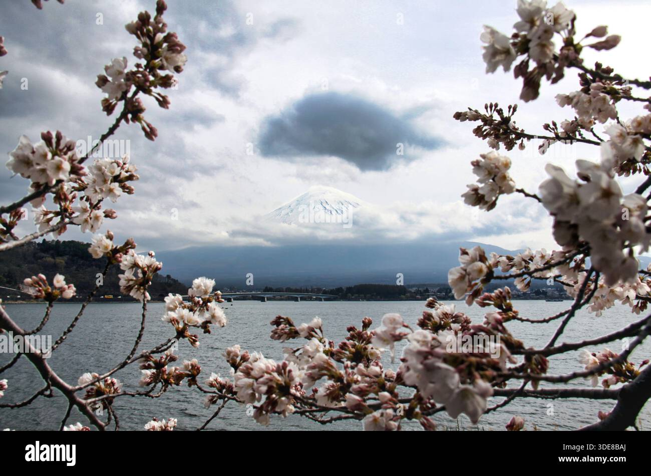 Una vista spettacolare del Monte Fuji innevato, centrato attraverso una cornice naturale di fiori di ciliegio (Sakura), con il Lago Kawaguchiko e un dista Foto Stock