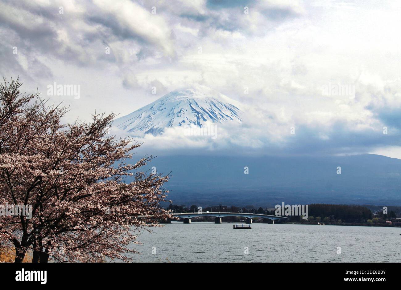 Un'ampia vista panoramica del Monte Fuji innevato che emerge dalle nuvole, con fiori di ciliegio in primo piano e il ponte Kawaguchiko Foto Stock