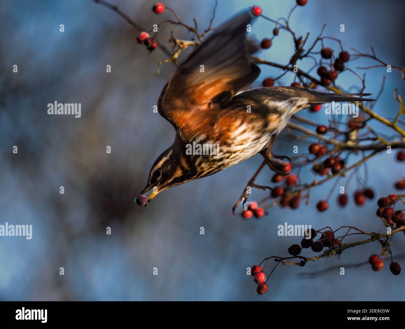 Un Redwing (Turdus iliacus) che decolla con una bacca di biancospino nel becco, Warwickshire Foto Stock