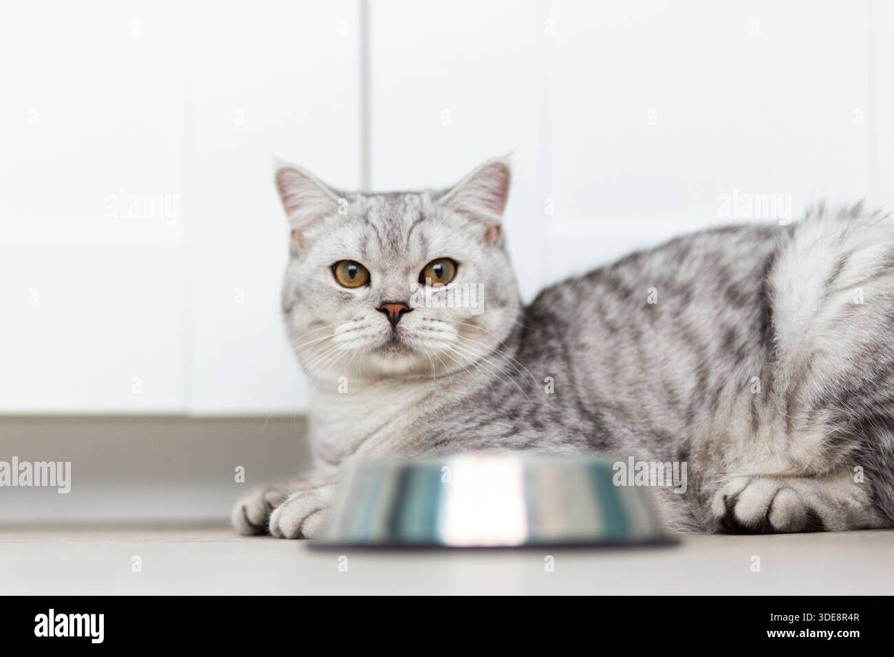 il gattino inglese a righe grigie mangia cibo umido su fondo di legno bianco. Carino gattino di razza pura in cucina con ciotola metall Foto Stock