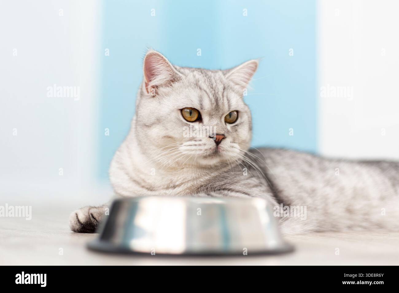 il gattino inglese a righe grigie mangia cibo umido su fondo di legno bianco. Carino gattino di razza pura in cucina con ciotola metall Foto Stock