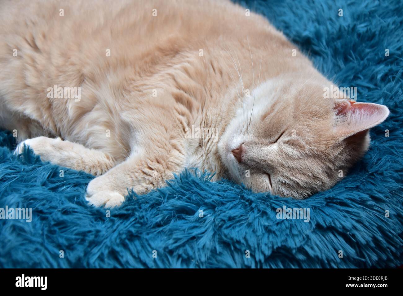 Morbido gatto da tavola arancione chiaro, addormentati su un comodo letto blu Foto Stock