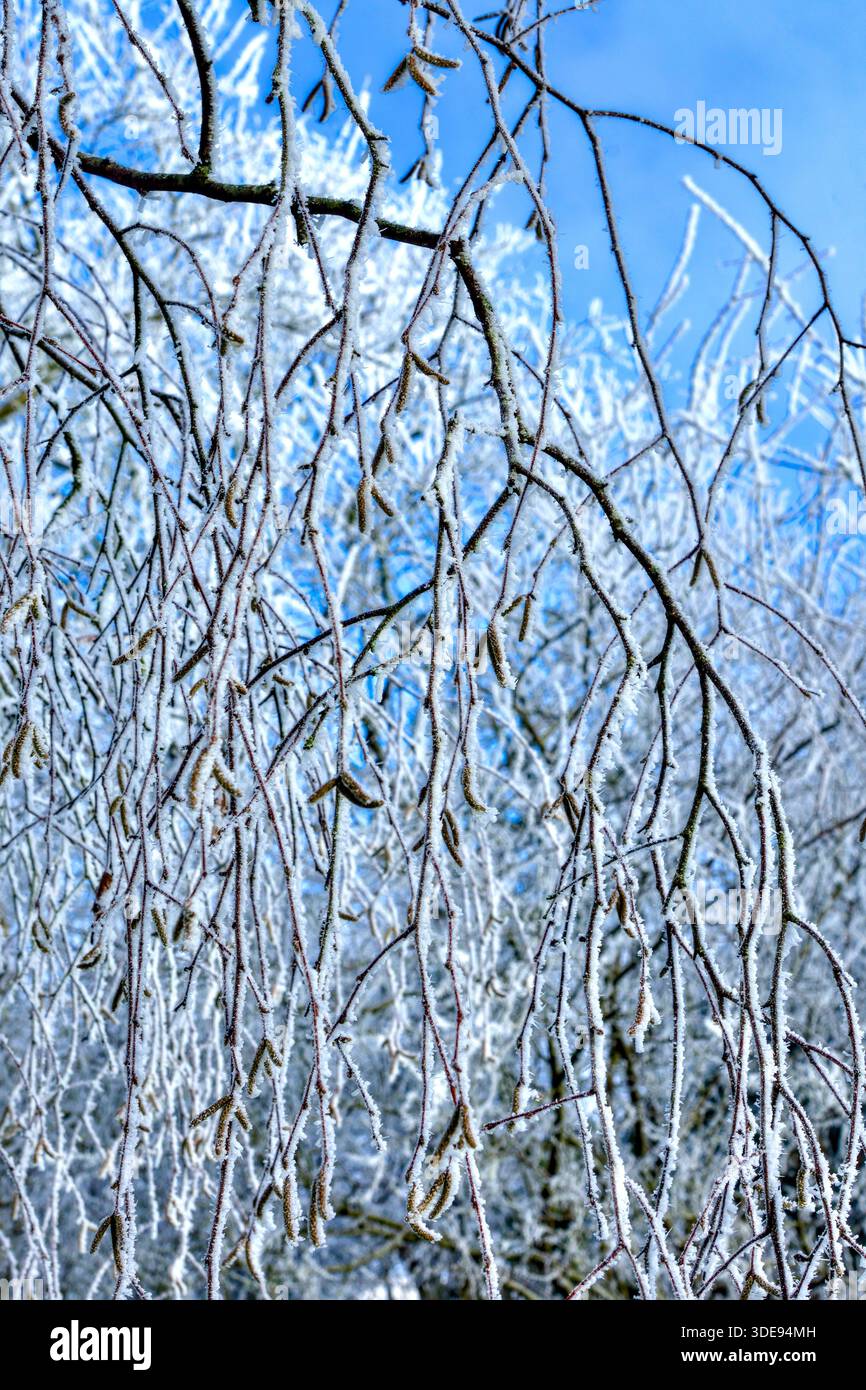 Durante la notte, il gelo (non la neve) copre rami di betulla d'Argento (Betula pendula) nel giardino locale - Francia centrale. Foto Stock