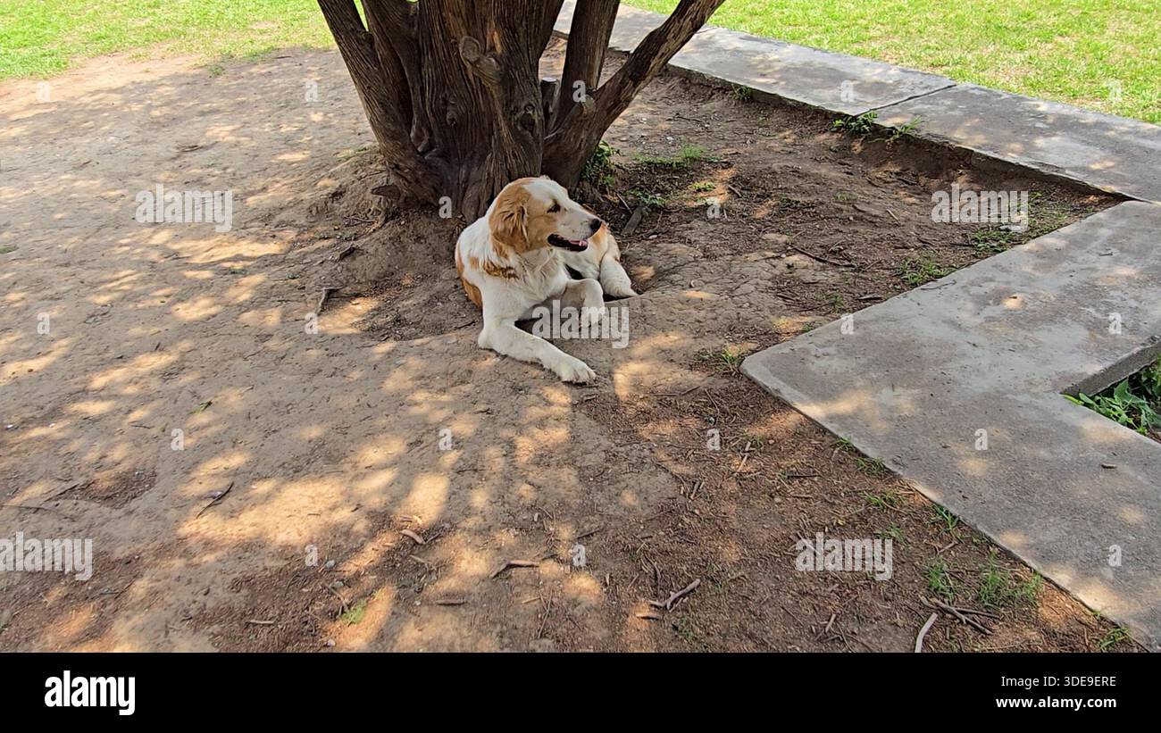 Four-Legged Friend: Life of a Dog in an Indian Institute Foto Stock