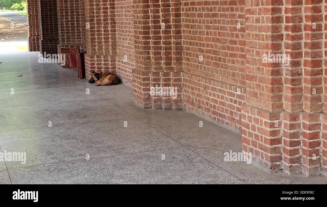 Il cane tranquillo riposa tranquillamente Foto Stock