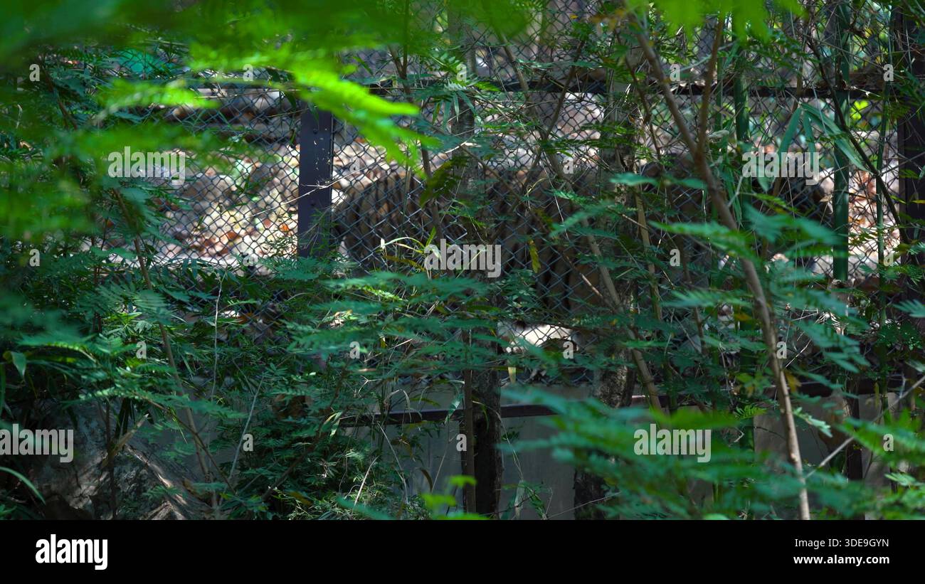 Il re della foresta cammina da solo Foto Stock