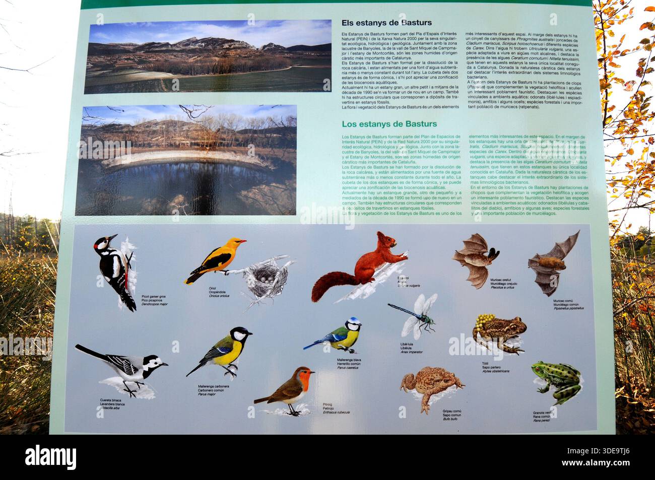 Estanys de Basturs (Espai d'Interès Natural). Cartello informativo con la fauna locale. Basturs, comune di Isona i Conca Dellà, Pallars Jussà, Lleida, Foto Stock
