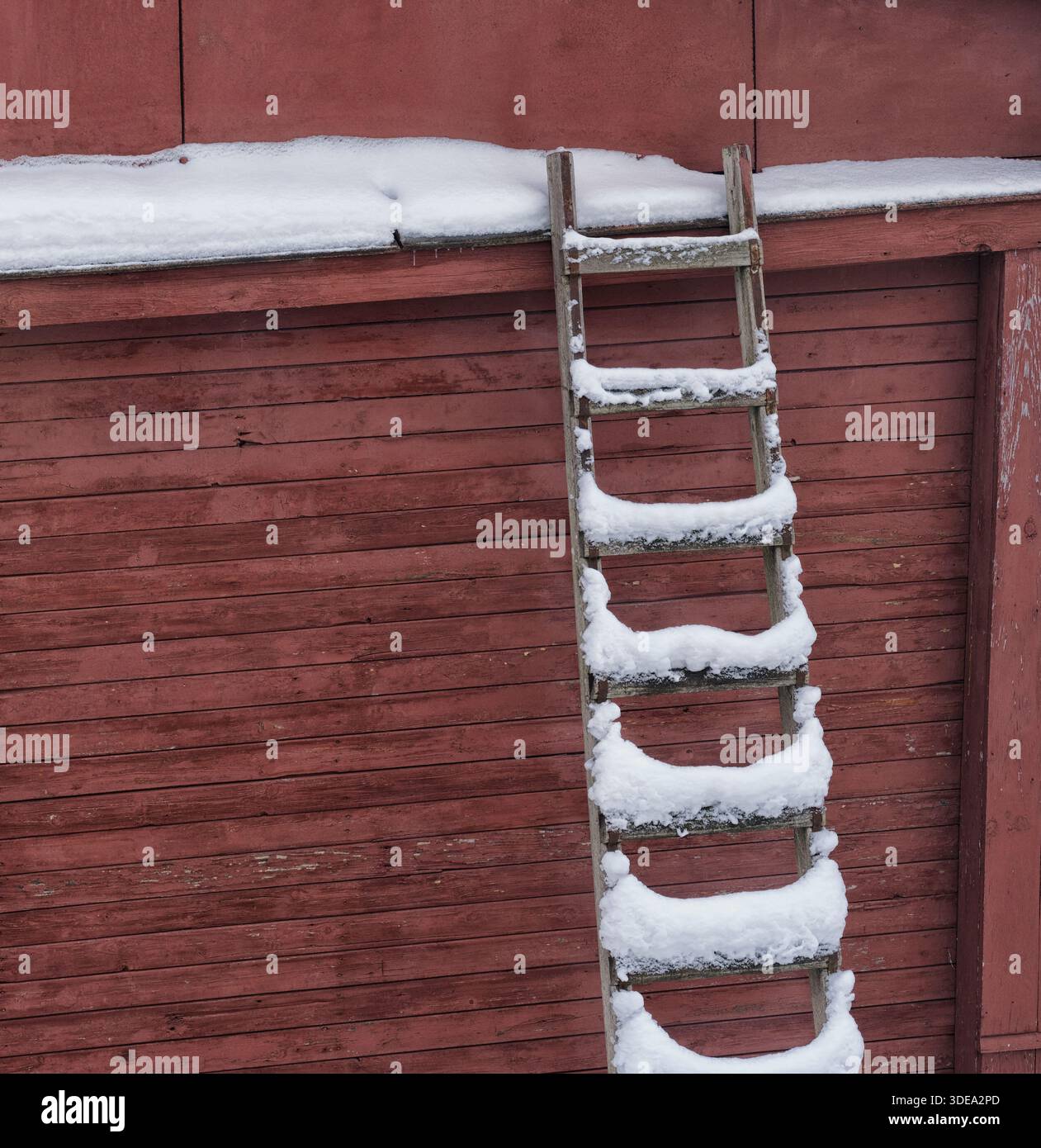 Una vecchia scala di legno coperta di neve appoggiata su una parete rossa di fienile con un bordo del tetto innevato. Foto Stock
