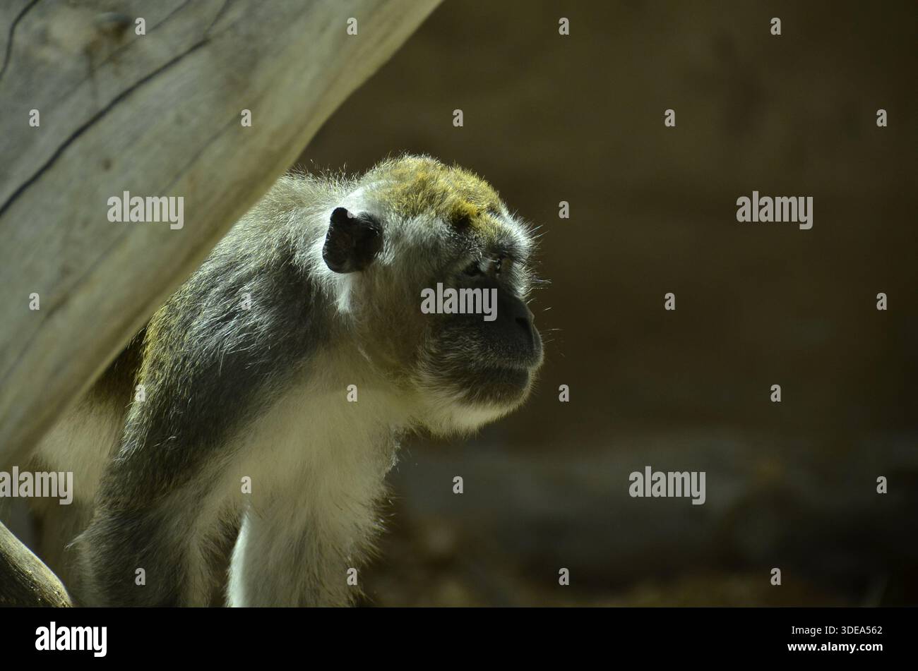 scimmia curiosa che guarda dietro il suo ramo Foto Stock