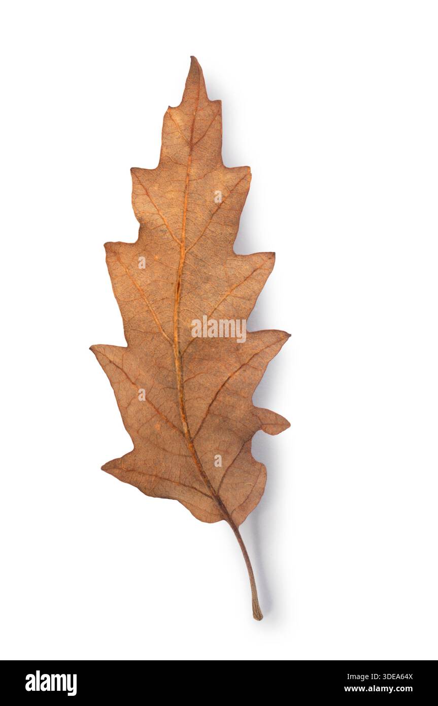 Foto studio della parte inferiore di una foglia di quercia asciutta ritagliata su sfondo bianco Foto Stock