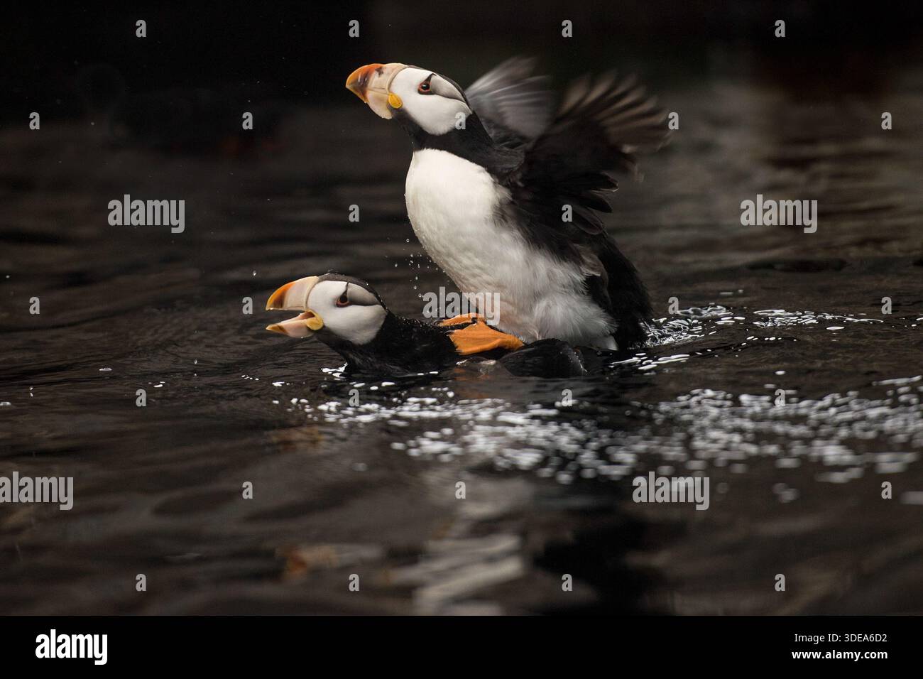 Una coppia di puffin con corna Foto Stock