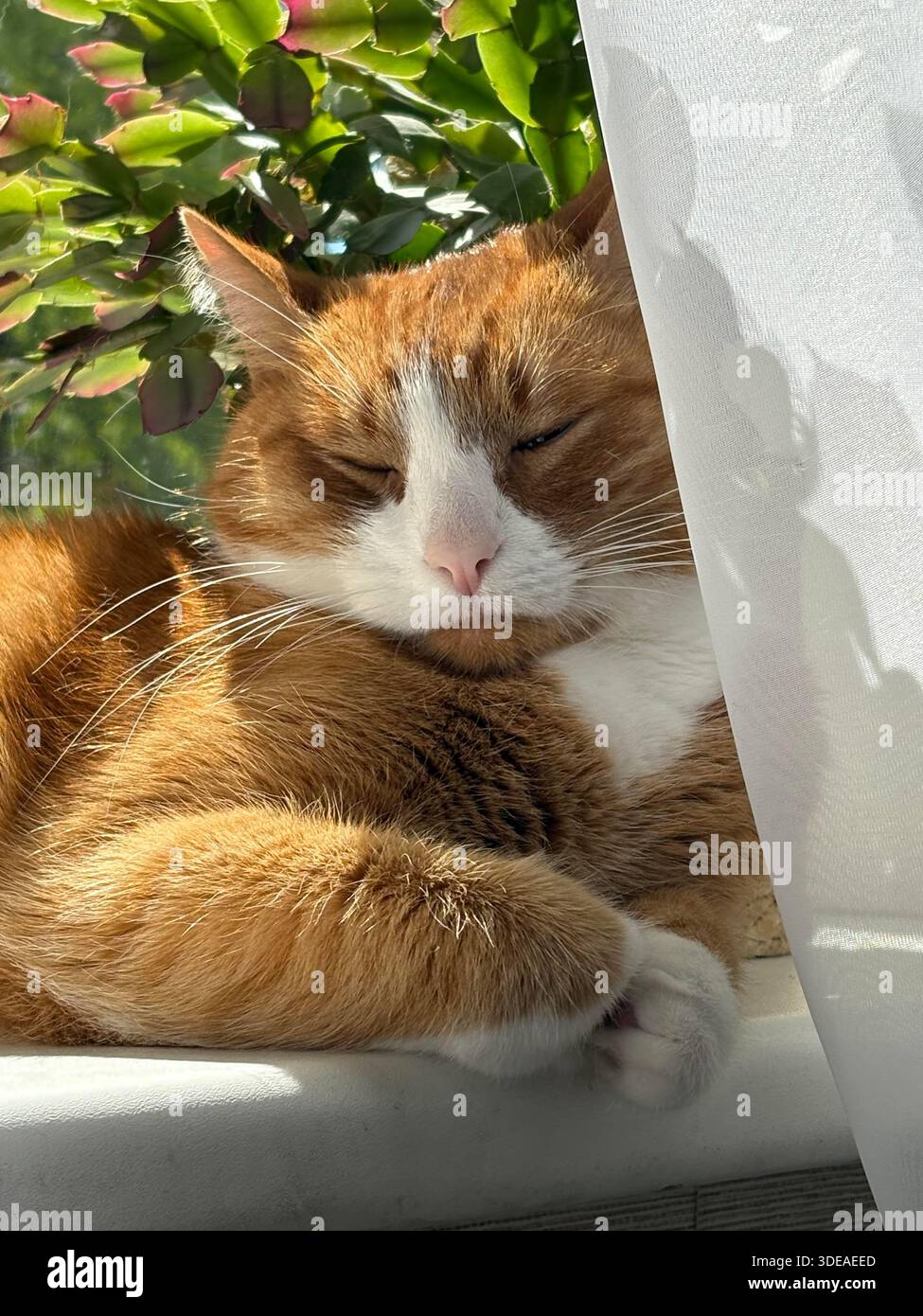 Zenzero e gatto bianco che riposano tranquillamente sul davanzale illuminato dal sole accanto alla pianta verde Foto Stock