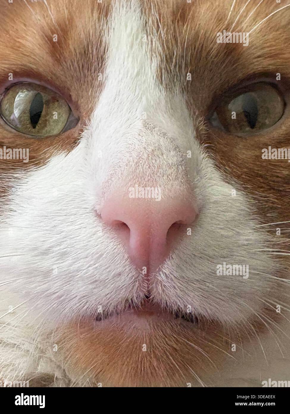 Gatto arancione e bianco seduto in posizione di forma di pane sulla superficie ruvida, guardando con calma la fotocamera - Immagine stock catturata con smartphone