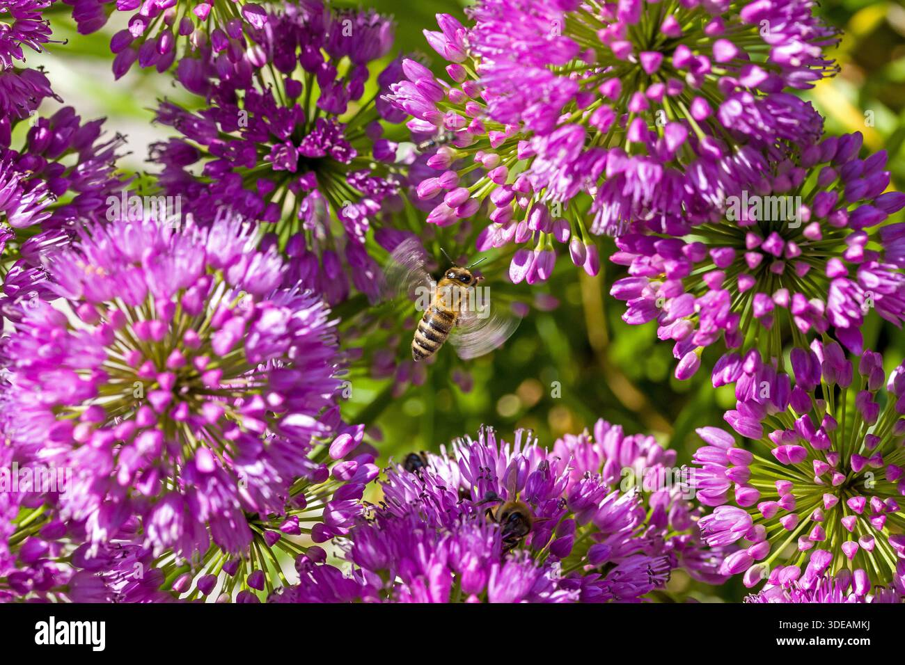 un gruppo di api da miele occidentali in fiore viola con cipolla a testa sferica con sfondo sfocato Foto Stock