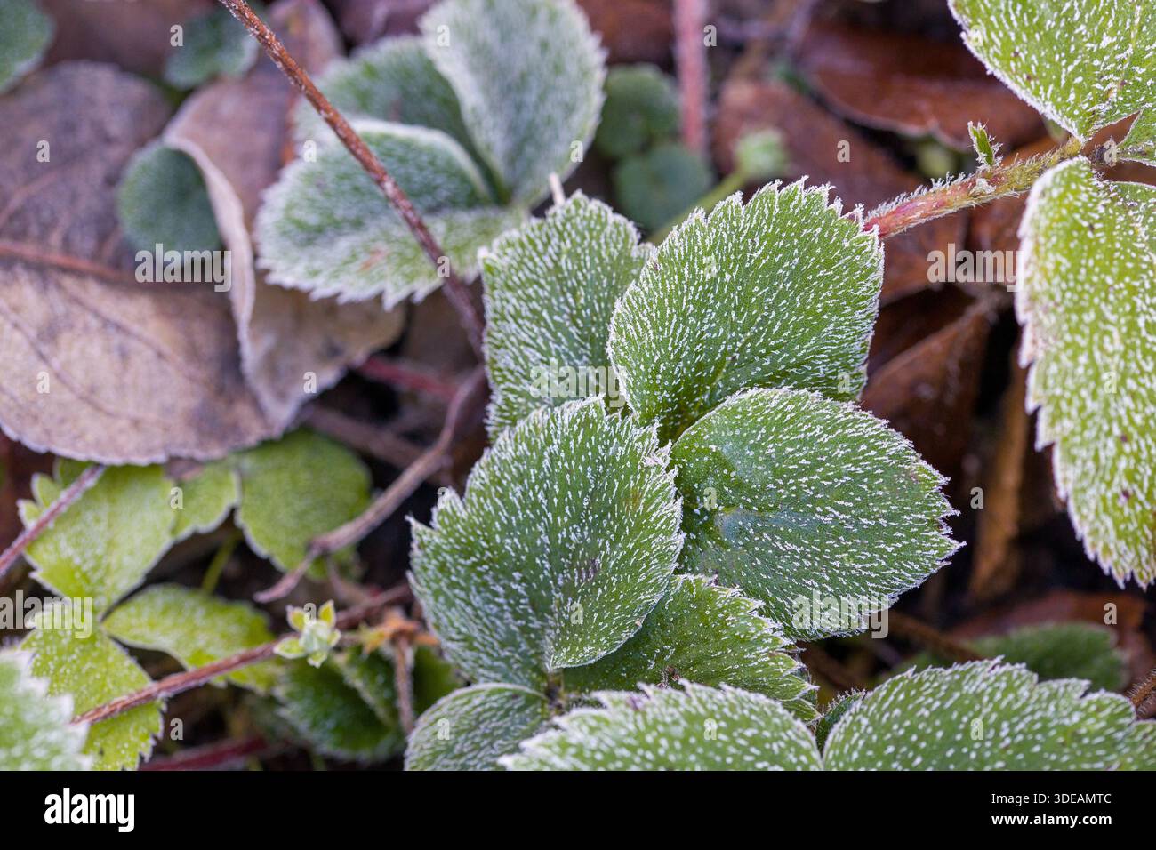 foglie di fragola verde ricoperte di cristalli di ghiaccio Foto Stock