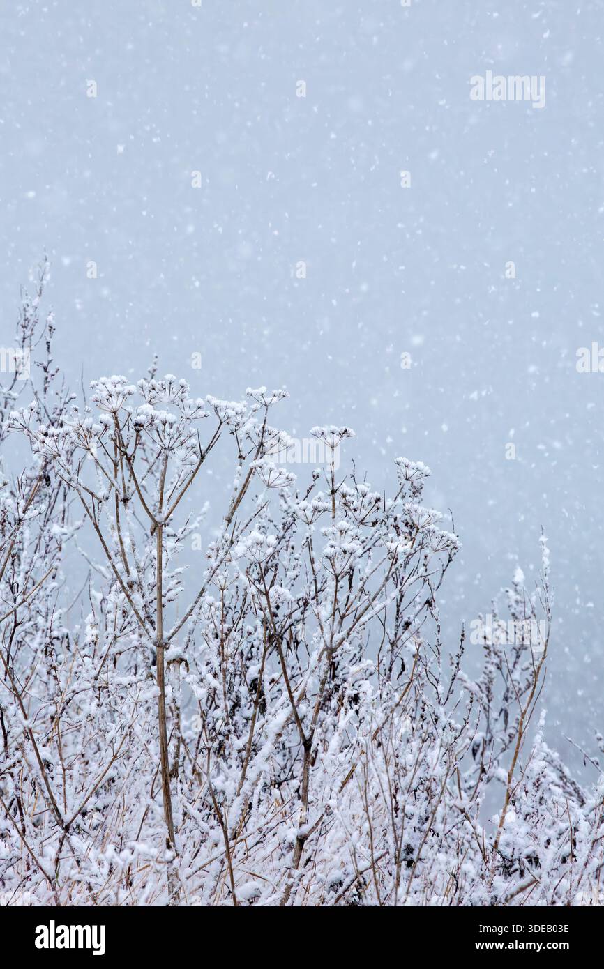 Gambi di fiori selvatici e teste di semina ricoperte di neve, una scena ravvicinata a metà inverno. Foto Stock