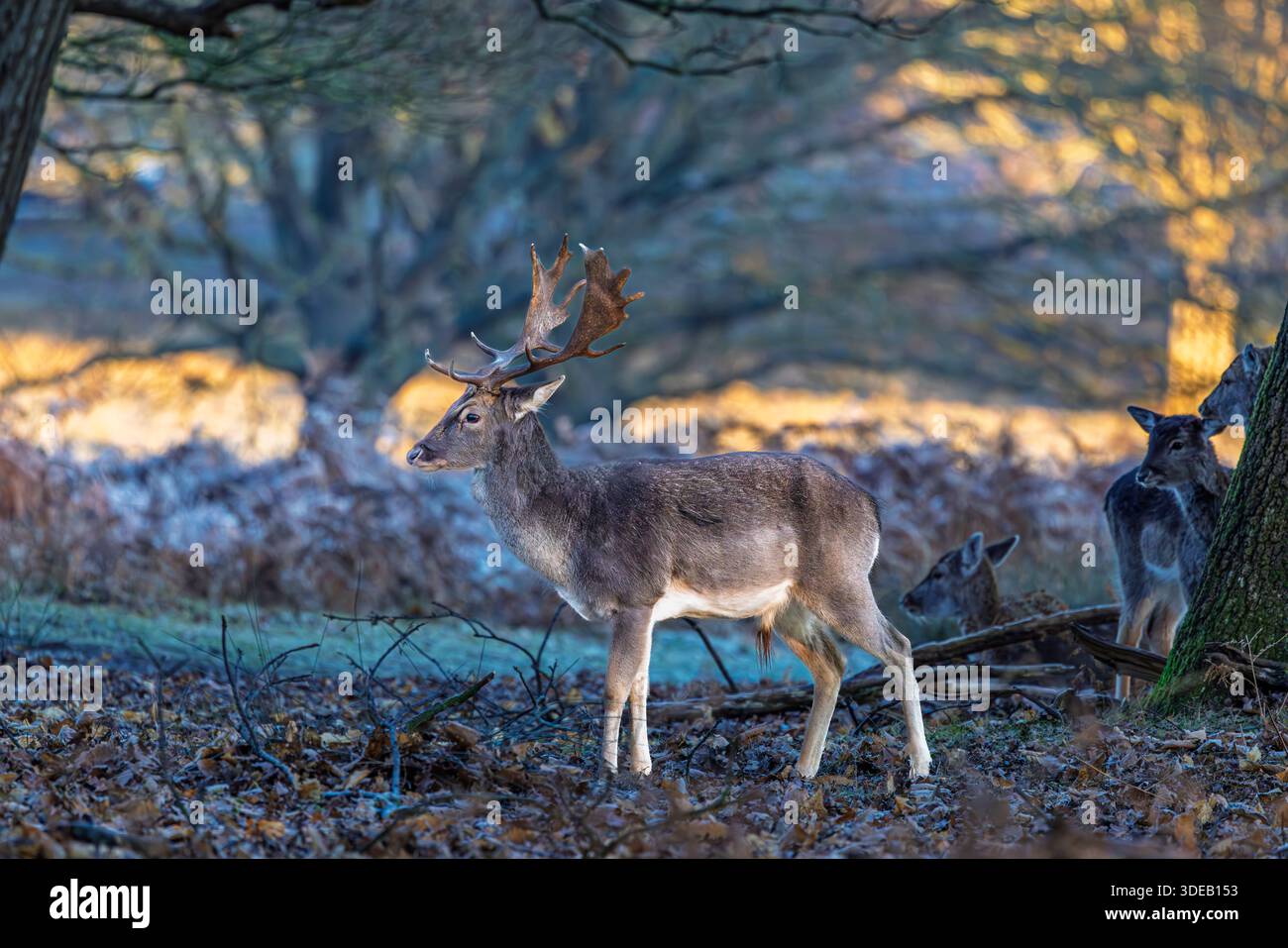 Un cervo a riposo (Dama dama) con grandi palmate a Richmond Park, Richmond upon Thames, Greater London, Inghilterra, in inverno Foto Stock