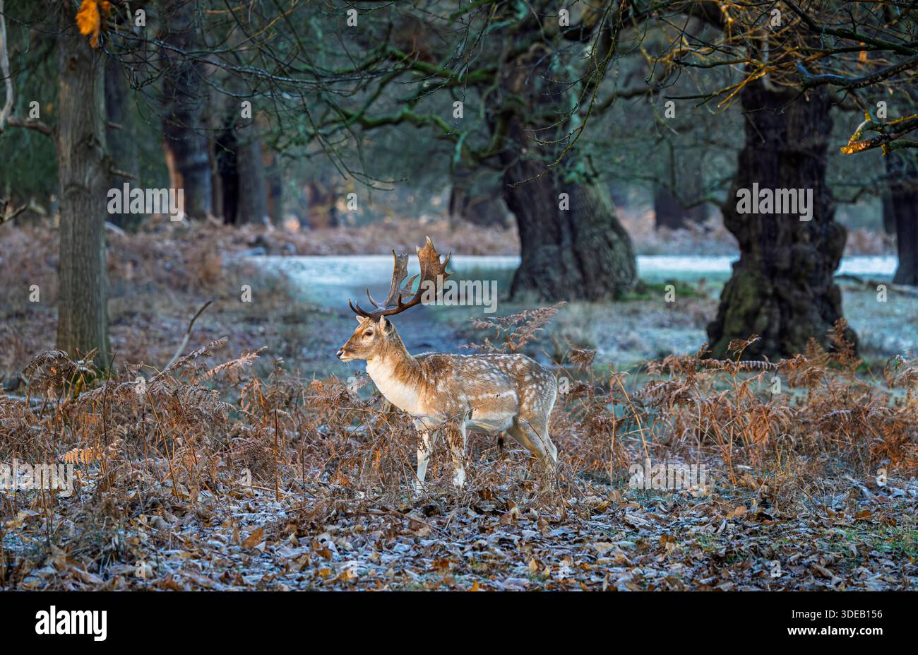 Un cervo a riposo (Dama dama) con grandi palmate a Richmond Park, Richmond upon Thames, Greater London, Inghilterra, in inverno Foto Stock
