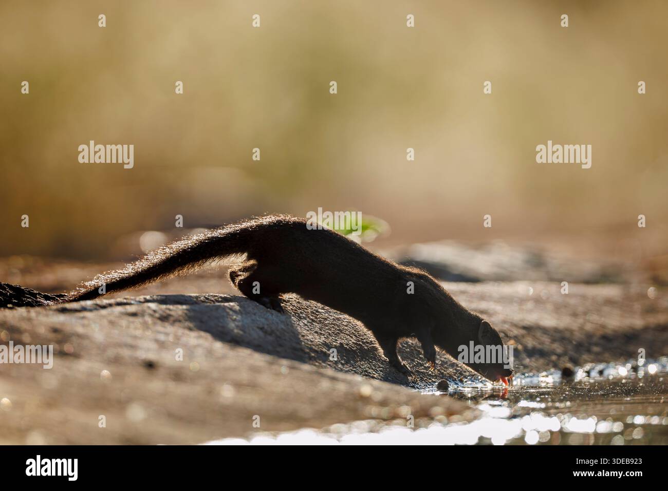 Snella che beve mangusta retroilluminata nella pozza d'acqua del parco nazionale Greater Kruger, Sudafrica; specie Galerella sanguinea famiglia di Herpestidae Foto Stock