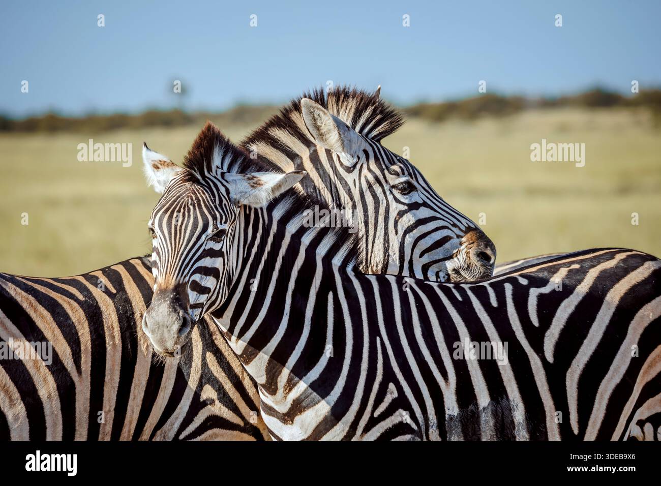 Two Plains zebra portrait bonding nel Kruger National Park, Sudafrica; Specie Equus quagga burchellii famiglia di equidi Foto Stock