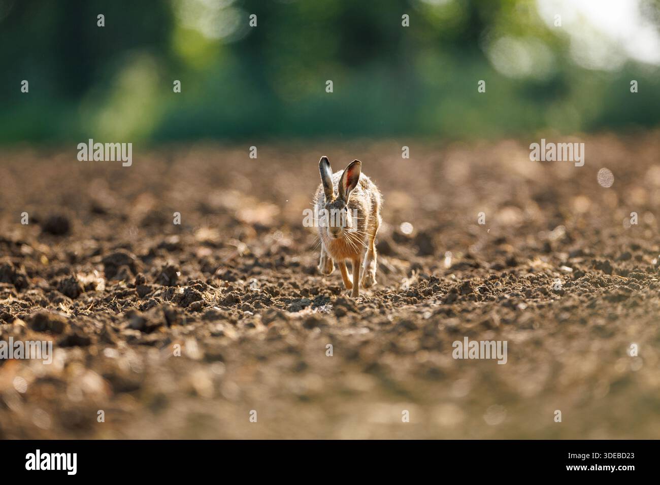 Lepre nella campagna del cotswold Foto Stock