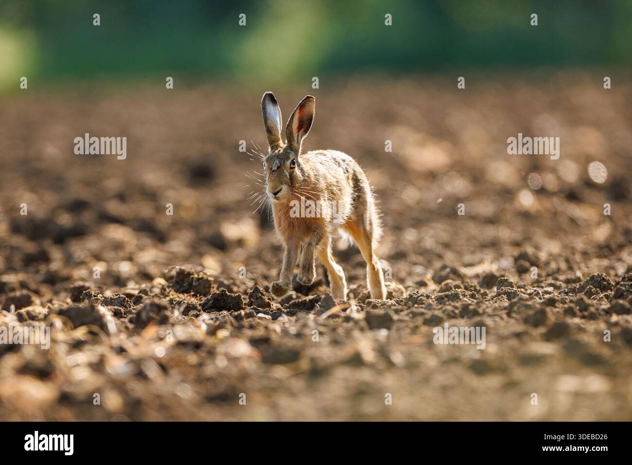 Lepre nella campagna del cotswold Foto Stock