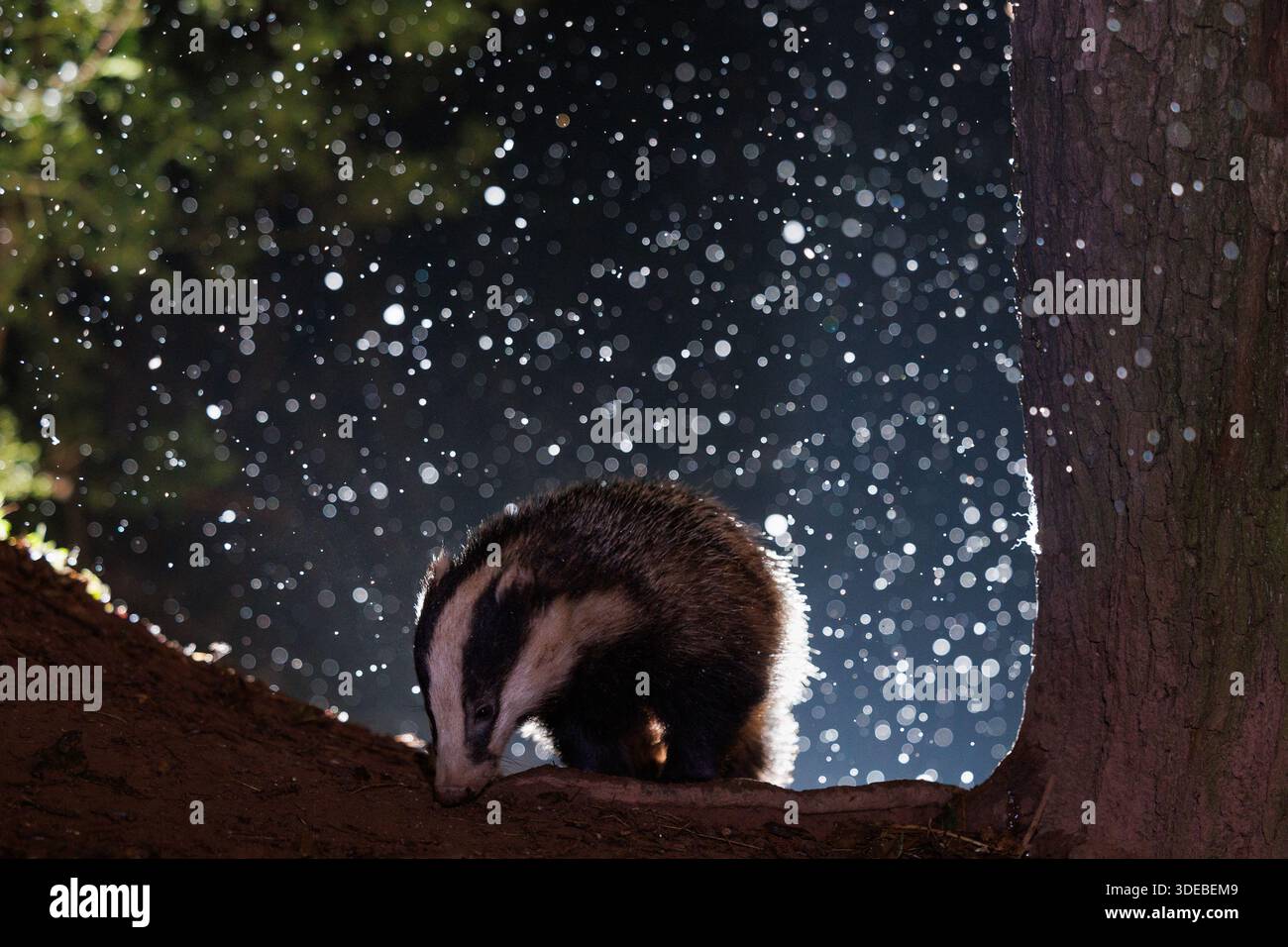 Tasso nel bosco quando la neve inizia a cadere Foto Stock
