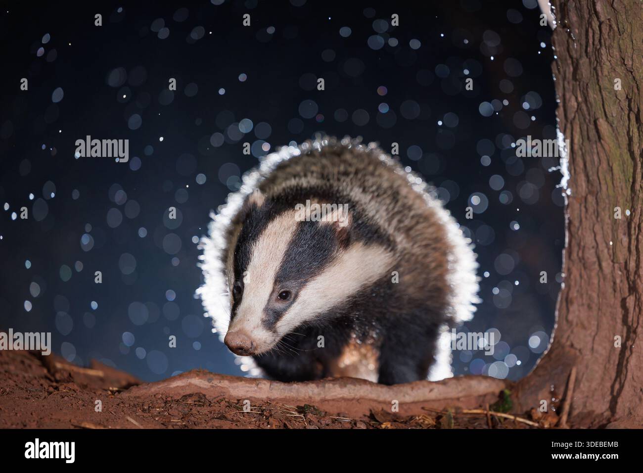 Tasso nel bosco quando la neve inizia a cadere Foto Stock