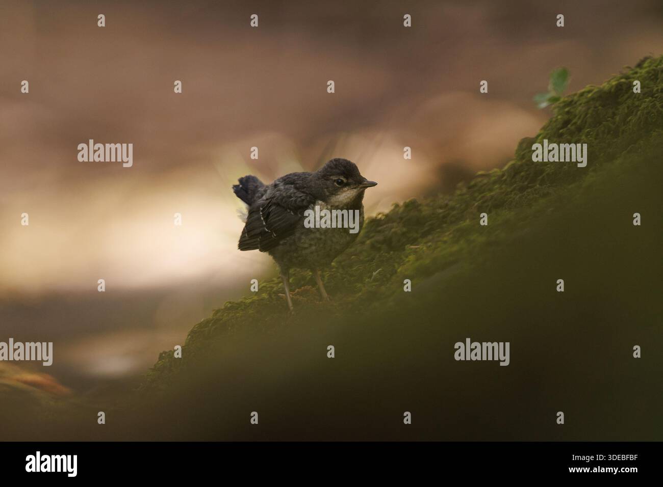 La famiglia Dipper sul fiume Usk in primavera Foto Stock