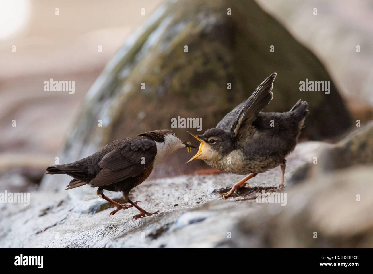 La famiglia Dipper sul fiume Usk in primavera Foto Stock