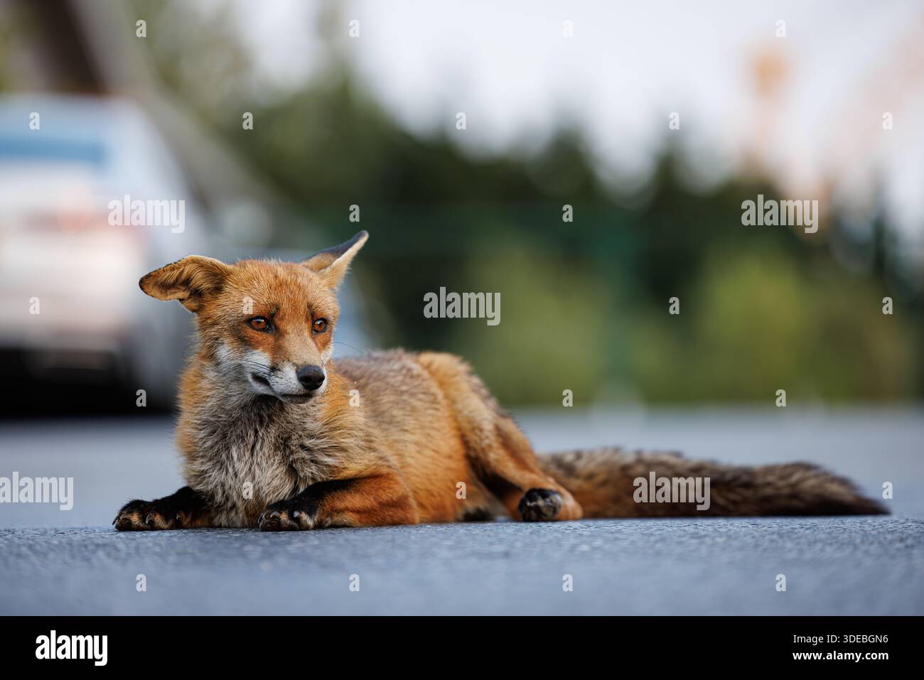 La città volge attraverso la primavera Foto Stock