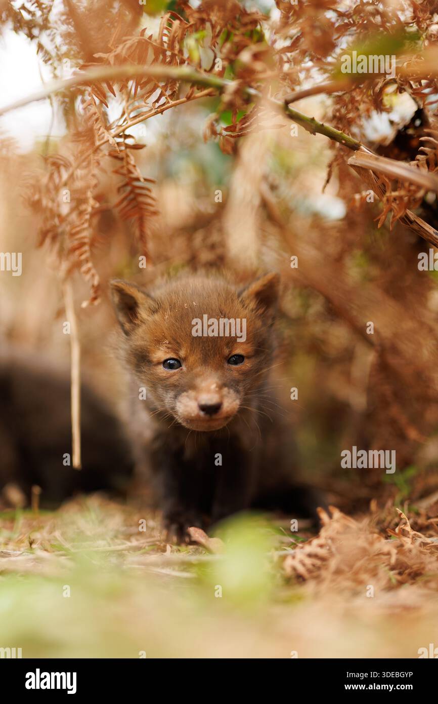 Cuccioli di volpe che esplorano il grande nuovo mondo Foto Stock