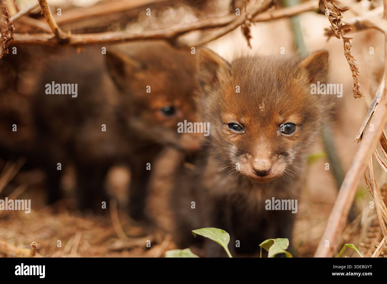 Cuccioli di volpe che esplorano il grande nuovo mondo Foto Stock