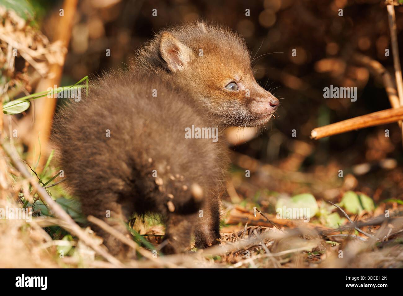 Cuccioli di volpe che esplorano il grande nuovo mondo Foto Stock