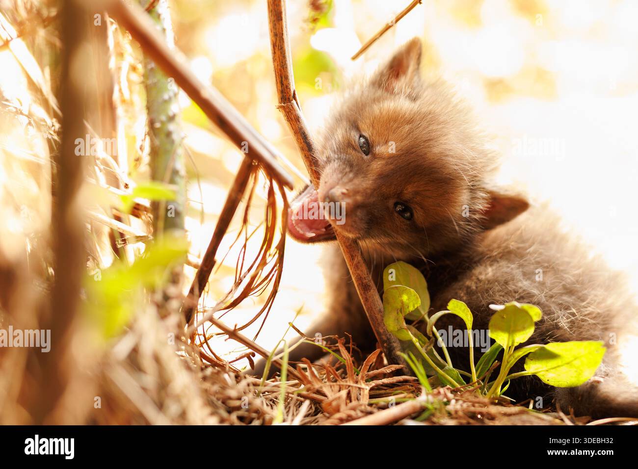 Cuccioli di volpe che esplorano il grande nuovo mondo Foto Stock