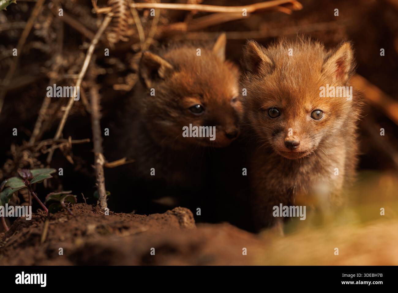 Cuccioli di volpe che esplorano il grande nuovo mondo Foto Stock