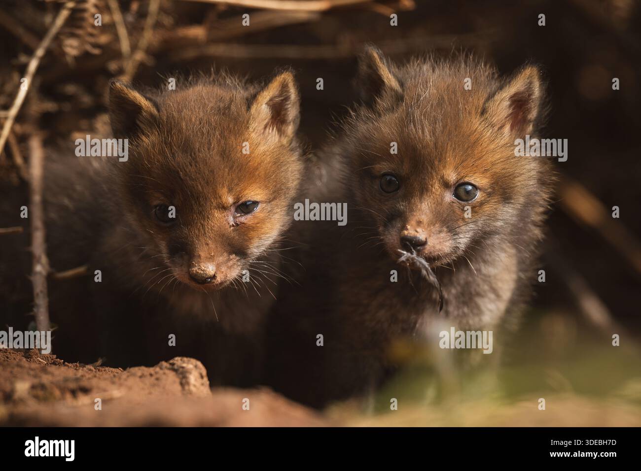 Cuccioli di volpe che esplorano il grande nuovo mondo Foto Stock