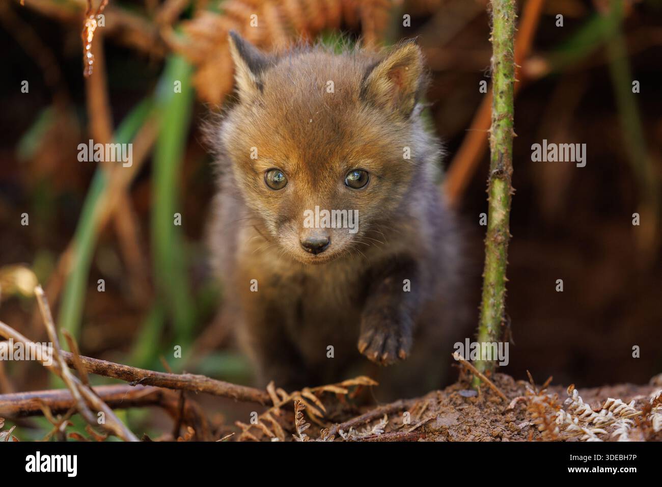 Cuccioli di volpe che esplorano il grande nuovo mondo Foto Stock