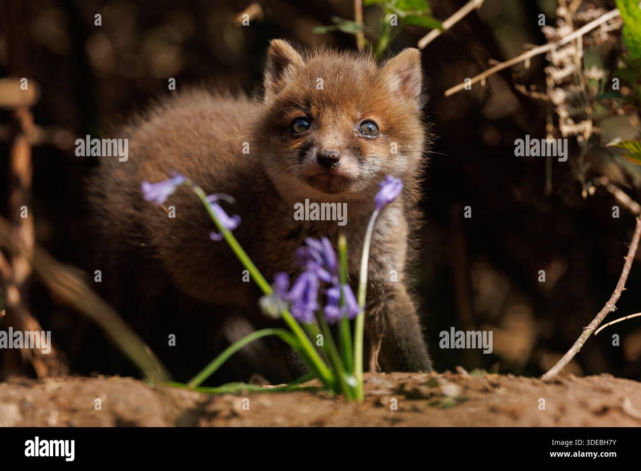 Cuccioli di volpe che esplorano il grande nuovo mondo Foto Stock