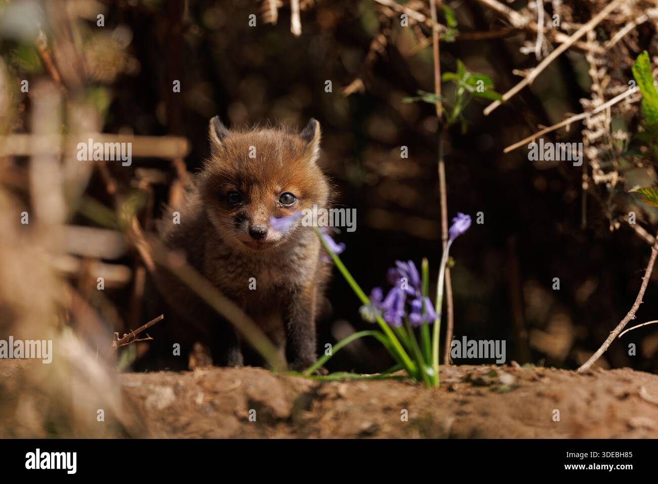 Cuccioli di volpe che esplorano il grande nuovo mondo Foto Stock