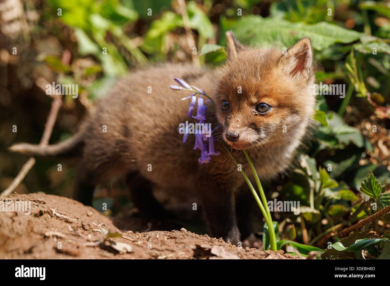 Cuccioli di volpe che esplorano il grande nuovo mondo Foto Stock